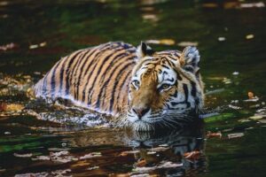 Multinational Forces Conduct Jungle Swimming at SV26 [Image 3 of 7] – DVIDS
