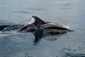 Sam Short, Lani Pallister to Spearhead 24-Strong Dolphins Team Named for World Short Course in Beijing