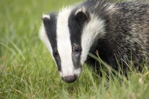 No. 22 Badgers overcome Notre Dame – Wisconsin Badgers