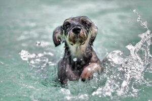 Plans approved for dog swimming pool in Barton-Upon-Humber – BBC