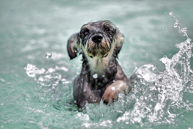 Plans approved for dog swimming pool in Barton-Upon-Humber – BBC Plans approved for dog swimming pool in Barton-Upon-Humber – BBC